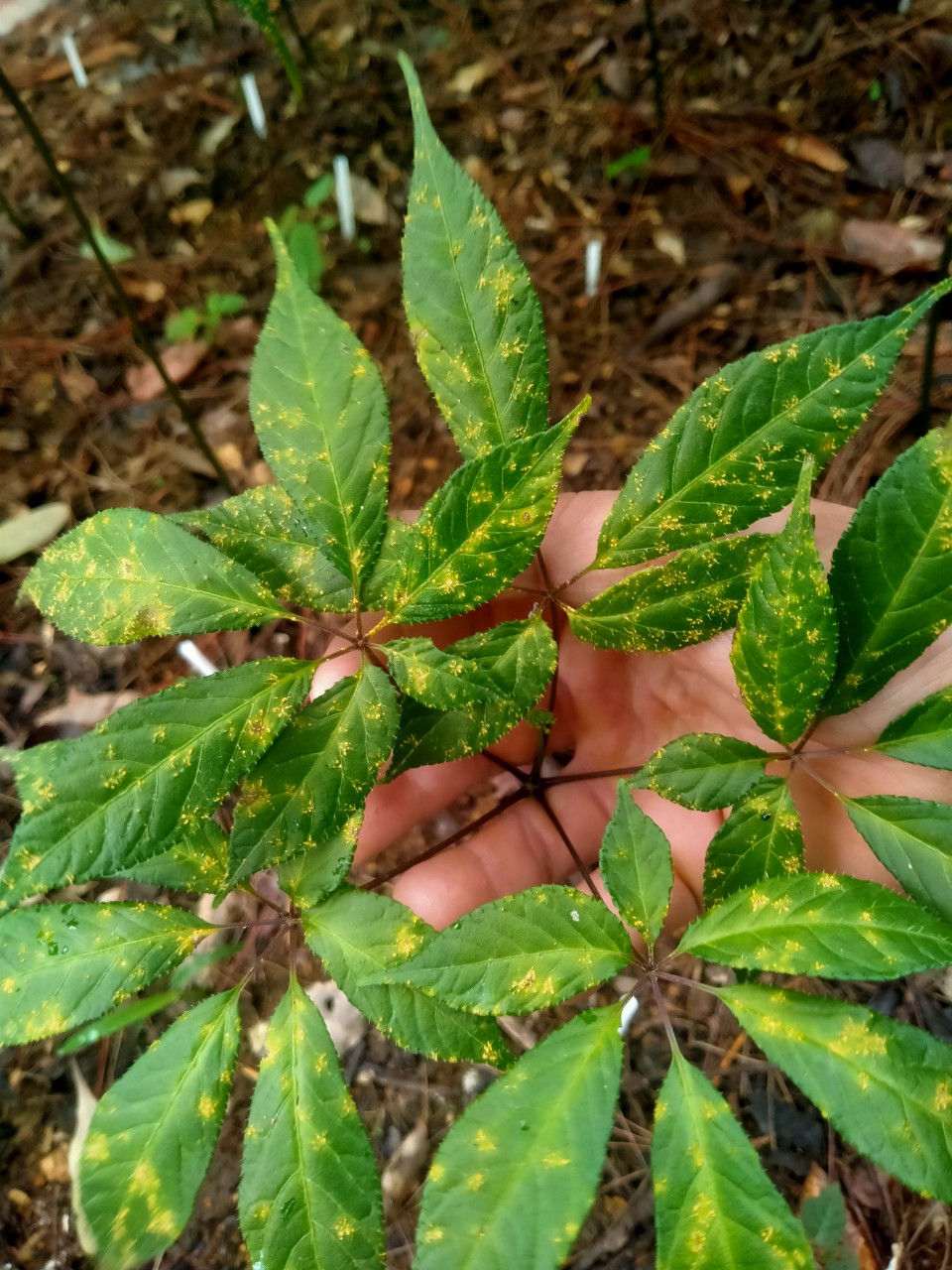 Quy trình phòng trị bệnh tổng hợp cho cây sâm Ngọc Linh ứng dụng công nghệ nano tiên tiến