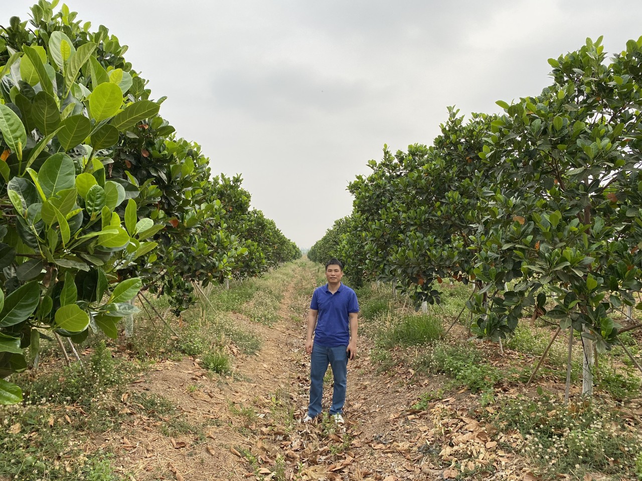 Quy trình sử dụng chế phẩm nano Bạc Đồng Super, nano Đồng Oxyclorua, nano Canxi Super chuyên dùng cho Mít thái siêu sớm