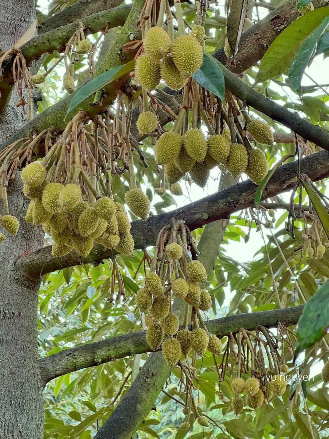 Nguyên nhân và giải pháp chống rụng bông và trái non cho sầu riêng Thái, Mu và Ri6