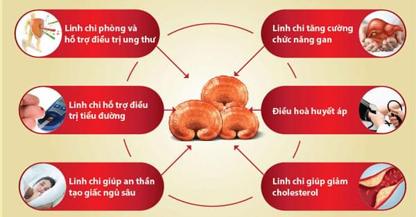 Công dụng chữa bệnh của nấm linh chi Đà Lạt