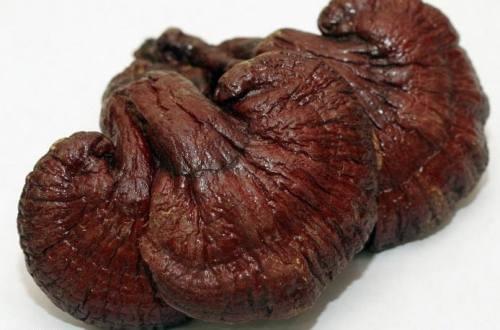 Nấm linh chi rừng Đà Lạt có dược tính cao