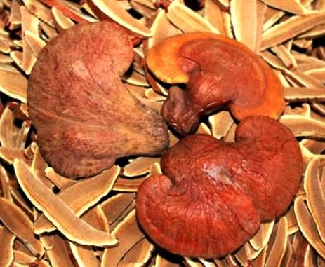Nấm linh chi khô Đà Lạt có tác dụng tuyệt vời cho sức khỏe