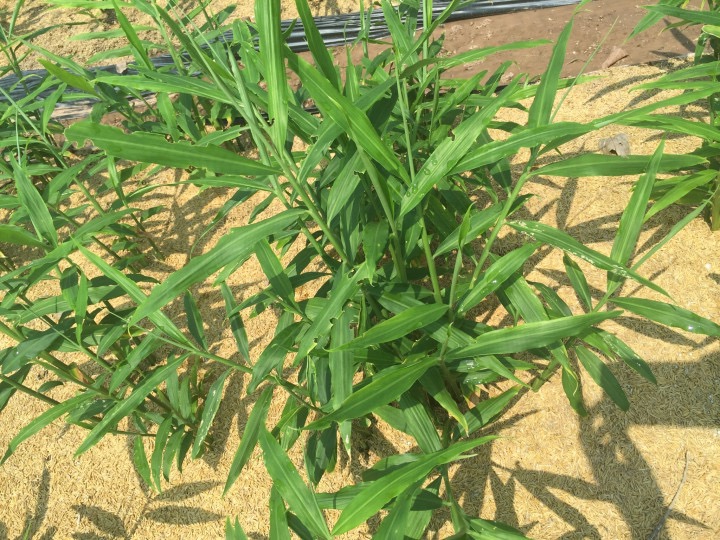 gừng hữu cơ trí đức