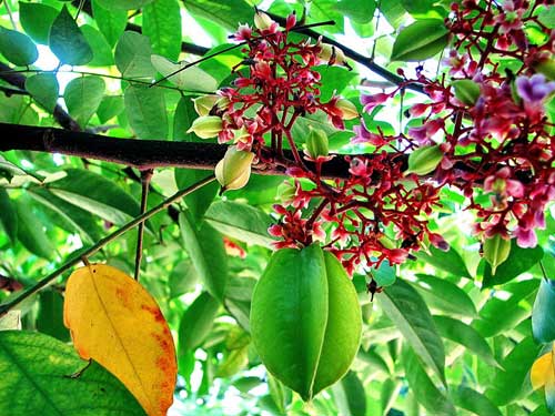 lá khế chứa mề đay