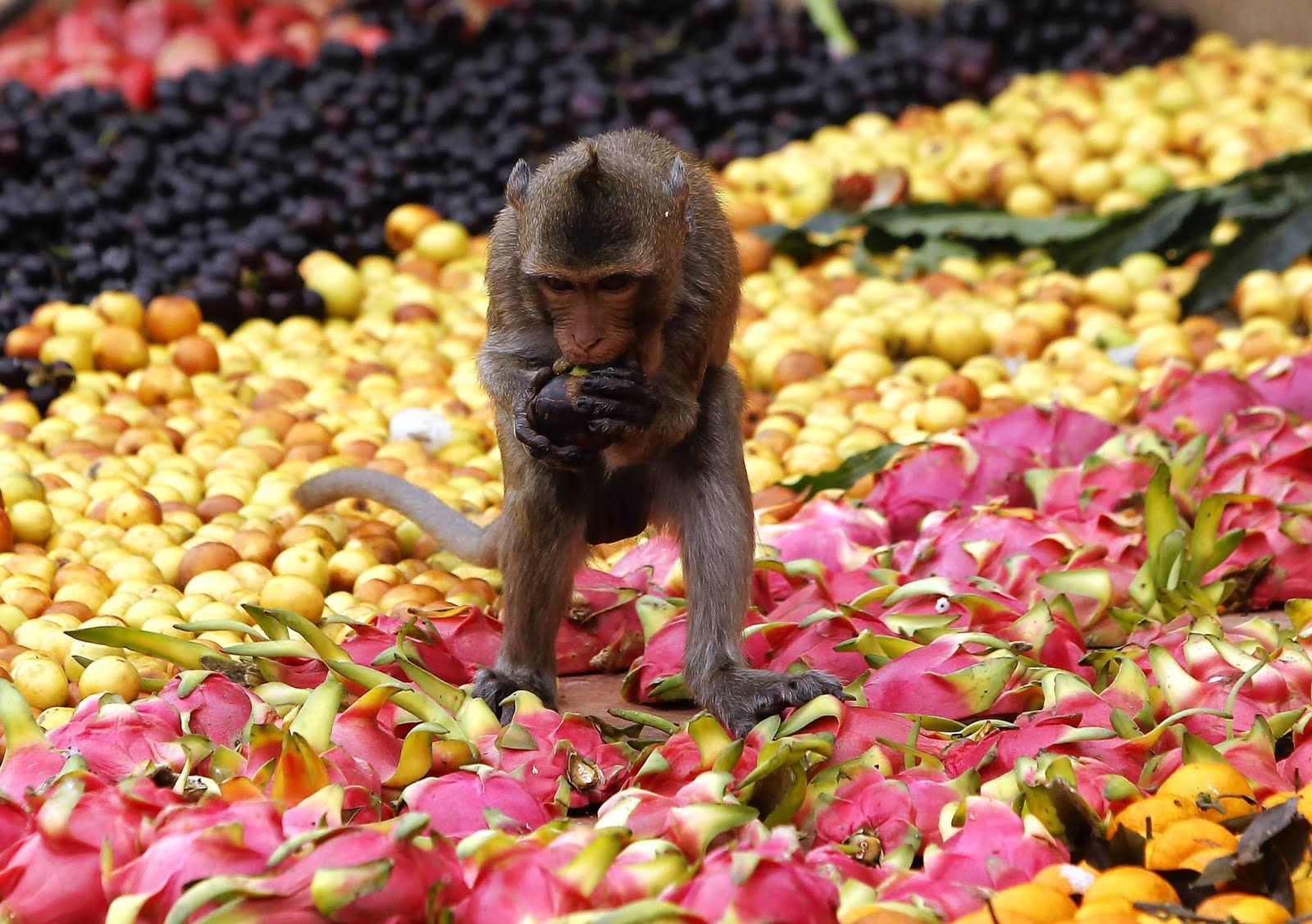Người dân Thái Lan coi loài khỉ chính là những chiến sĩ trung thành nhất, dung cảm nhất trong công cuộc bảo vệ sự an toàn cho thần Narai