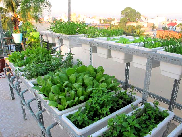 cách trồng rau sạch trên sân thượng