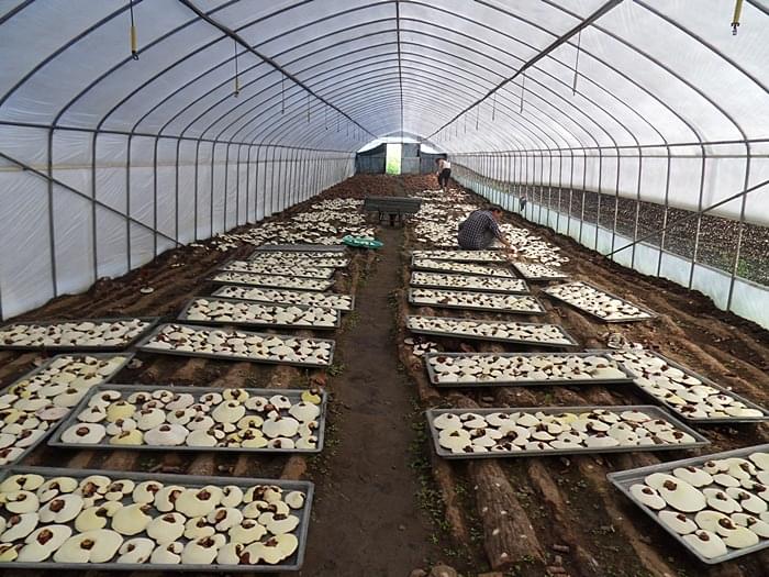 hệ thống phun sương tạo ẩm trong trồng nấm