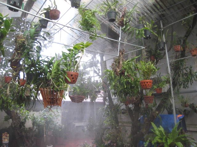 hệ thống phun sương tưới lan