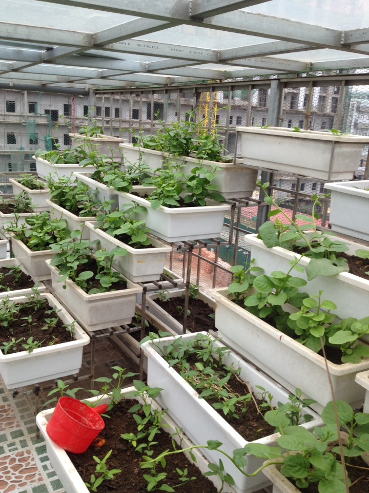 phương pháp trồng rau trên sân thượng