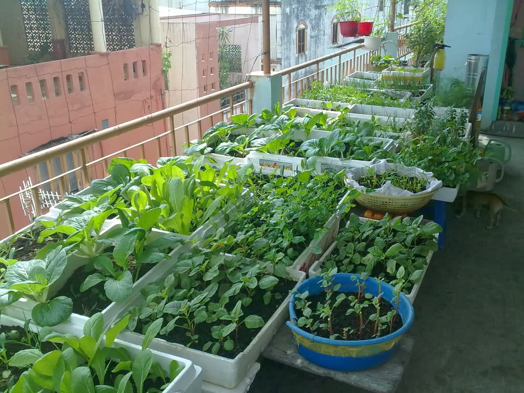mô hình trồng rau trên sân thượng