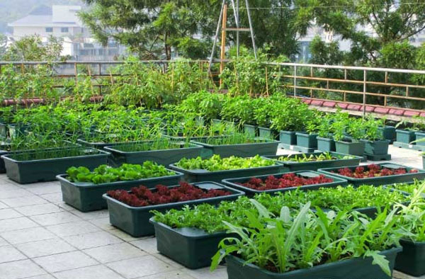 Vườn rau thông minh trên sân thượng