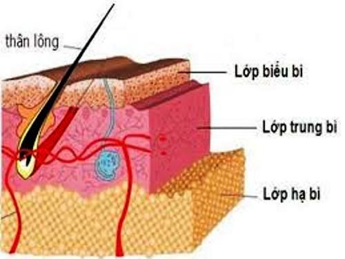 Cấu tạo của da