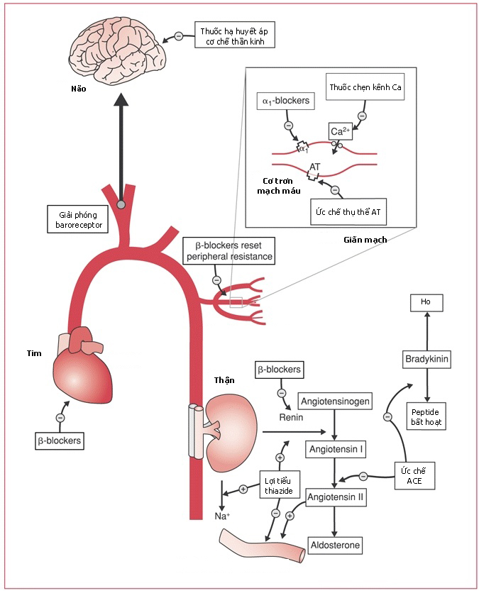 Cơ chế tác dụng của thuốc hạ huyết áp