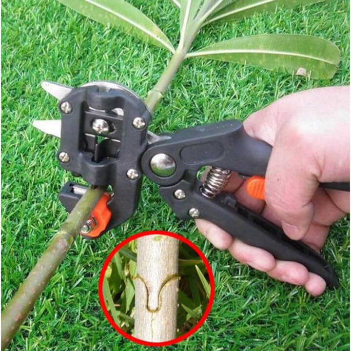 keo-chiet-ghep-canh-da-nang-dai-loan-21