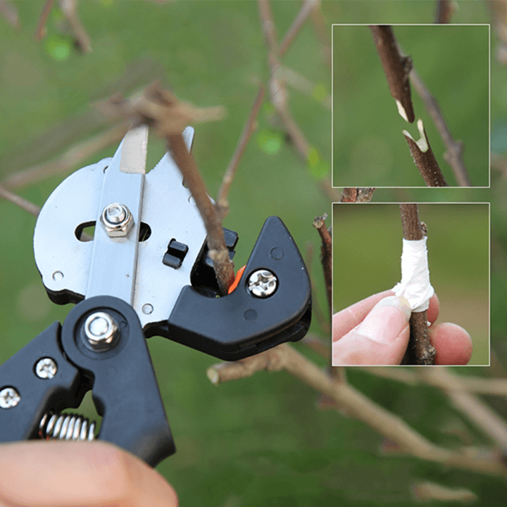 keo-chiet-ghep-canh-da-nang-dai-loan-33