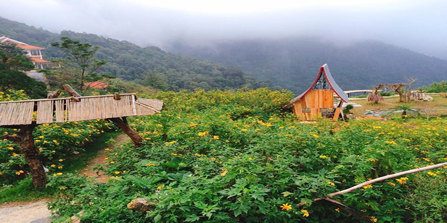 Dã quỳ nở vàng Tam Đảo