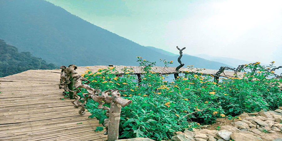 Hoa Dã quỳ tam đảo