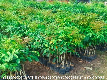 GIỐNG CÂY XÀ CỪ