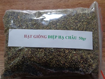 HẠT GIỐNG DIỆP HẠ CHÂU