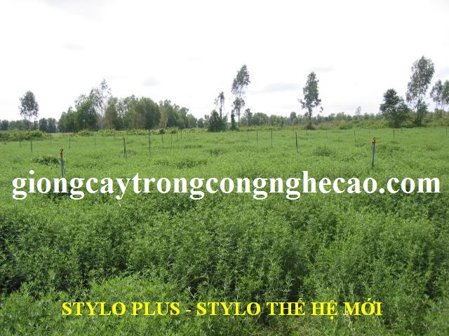 GIỐNG CỎ STYLO PLUS