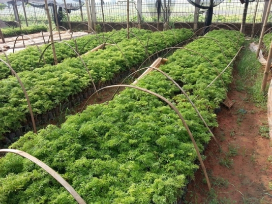 Description: http://raovat.com/resize_image.php?f=upload/raovat/raovat_raovat_canban84968.jpg&h=600&w=535