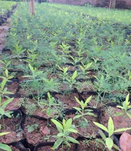 Description: C:\Users\ngocsonthuy\Desktop\823WGTMA\IMG_1551.JPG