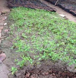 Description: D:\Anh DT- H\IMG_1421.JPG