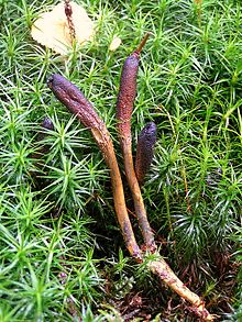 http://upload.wikimedia.org/wikipedia/commons/thumb/b/b2/Cordyceps_ophioglossoides_02.JPG/220px-Cordyceps_ophioglossoides_02.JPG