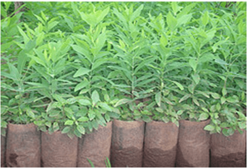 http://3.imimg.com/data3/ET/KH/MY-4253469695/sandalwood-p-500x500.jpg