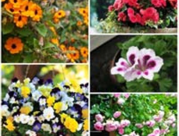 7 loài hoa tuyệt đẹp tô điểm ban công 7 loài hoa tuyệt đẹp tô điểm ban công