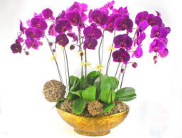 Kỹ thuật lai tạo hoa lan Kỹ thuật lai tạo hoa lan