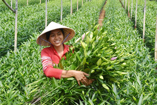 Kỹ thuật thu hoạch và bảo quản hoa Kỹ thuật thu hoạch và bảo quản hoa