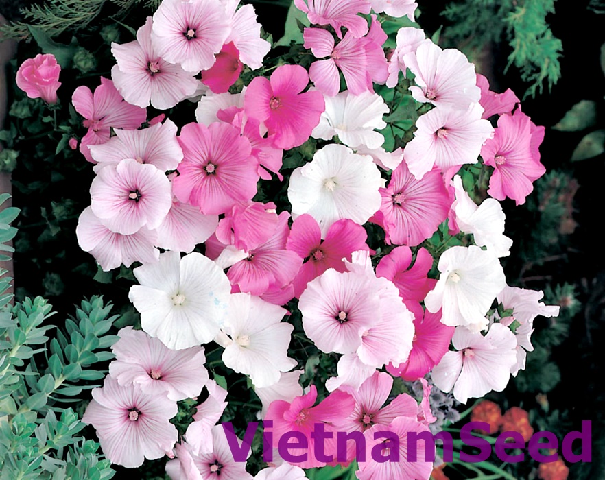 Những giống hoa đẹp dễ trồng vào mùa đông, mùa lạnh. Những giống hoa đẹp dễ trồng vào mùa đông, mùa lạnh.