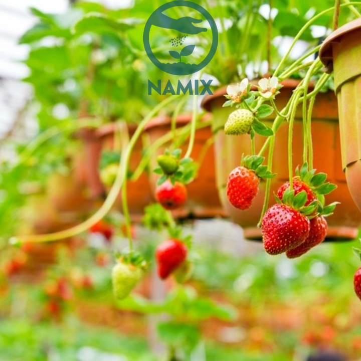 3 bí quyết trộn đất trồng dâu tây cho trái nhiều, ít bệnh 3 bí quyết trộn đất trồng dâu tây cho trái nhiều, ít bệnh