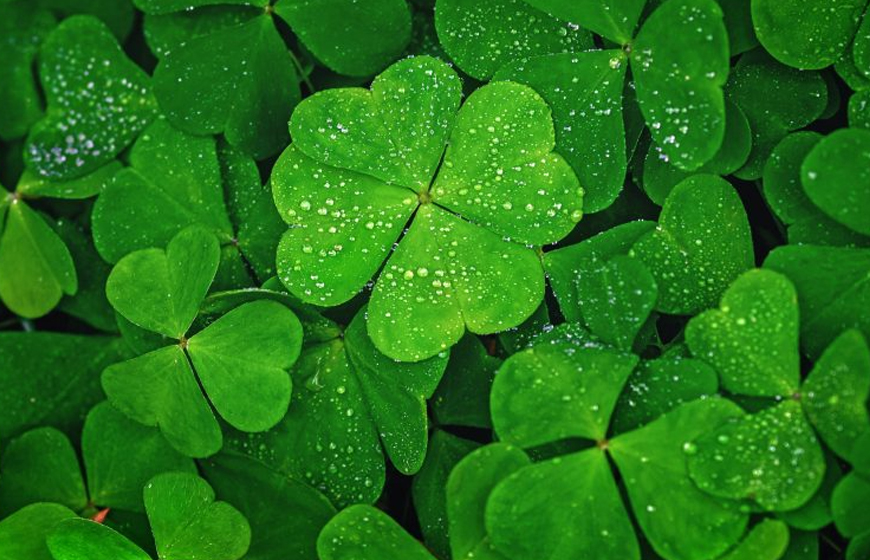 Màu xanh rêu là đại diện cho sự sống