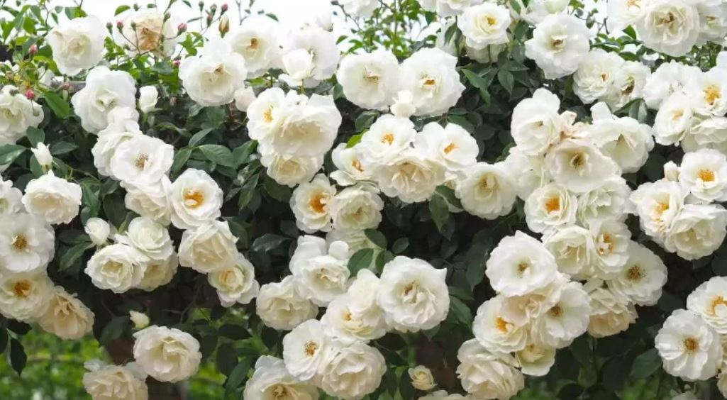 Màu trắng sữa gợi đến vẻ đẹp nhẹ nhàng và thuần khiết