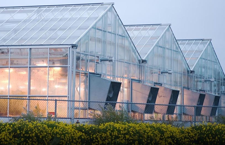 Tấm lợp lấy sáng thông minh được ứng dụng trong nhà kính