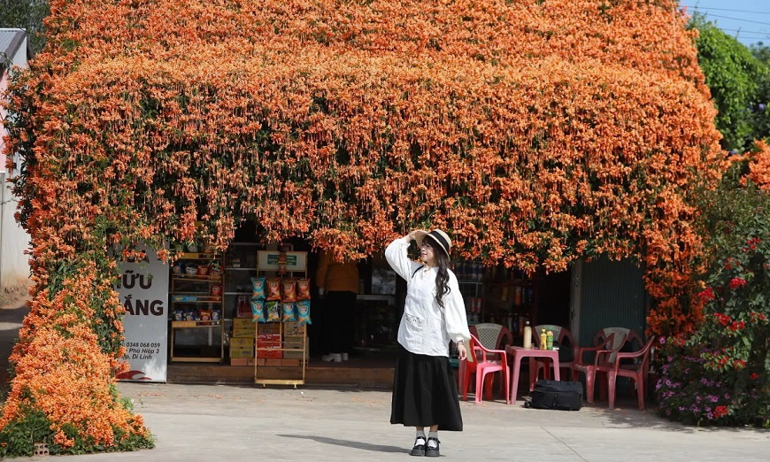 Với vẻ đẹp giản dị nhưng cuốn hút, hoa chùm ớt là lựa chọn lý tưởng để tô điểm cho sân vườn, ban công hoặc hàng rào nhà bạn
