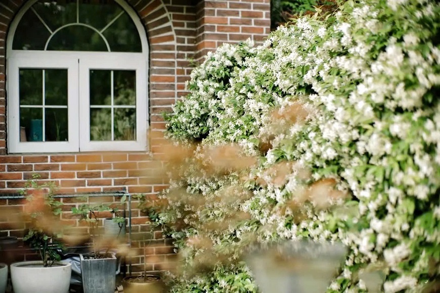Hoa nhài leo không chỉ giúp trang trí không gian ngoài trời mà còn làm tăng thêm sự thư giãn, giúp không gian sống trở nên dễ chịu và trong lành hơn