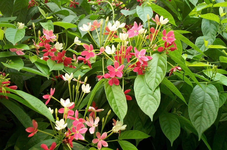 Hoa sử quân tử là sự lựa chọn lý tưởng để tạo không gian mát mẻ, đẹp mắt cho khu vực sân vườn hoặc hành lang