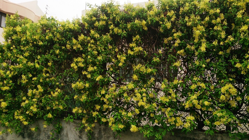 Với vẻ đẹp nổi bật và khả năng chịu nắng tốt, hoa mai hoàng yến sẽ làm ngôi nhà của bạn thêm phần tươi mới và sinh động