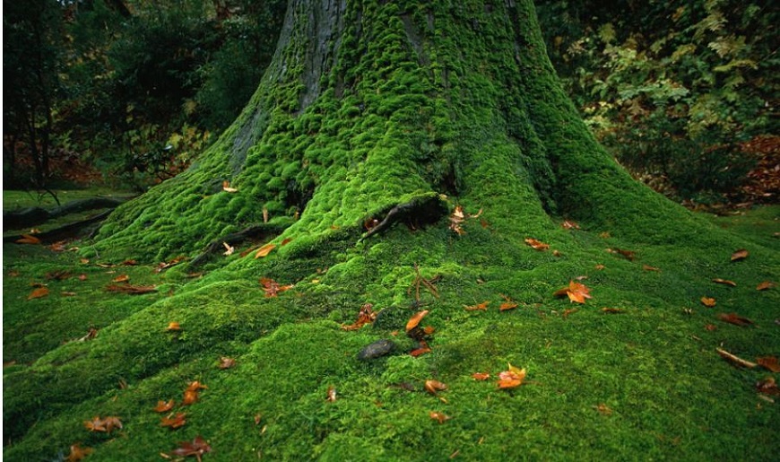 Mẫu nhà xưởng sử dụng tôn lợp mái màu xanh rêu