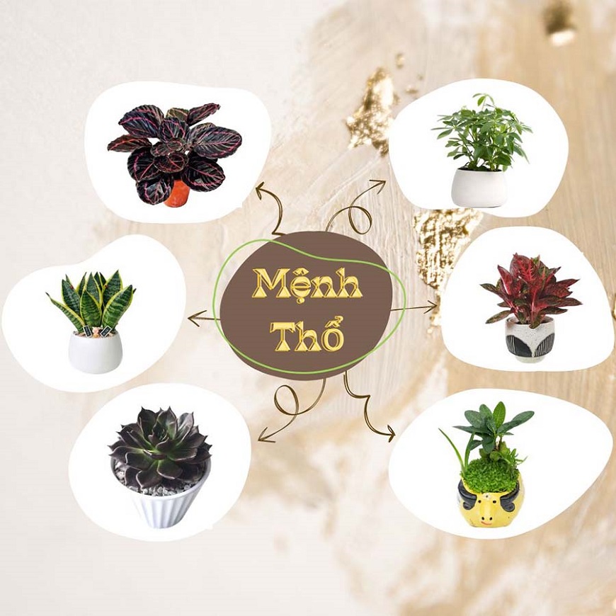 Một vài loại cây tốt cho mệnh Thổ để trang trí nhà hoặc đặt bàn làm việc