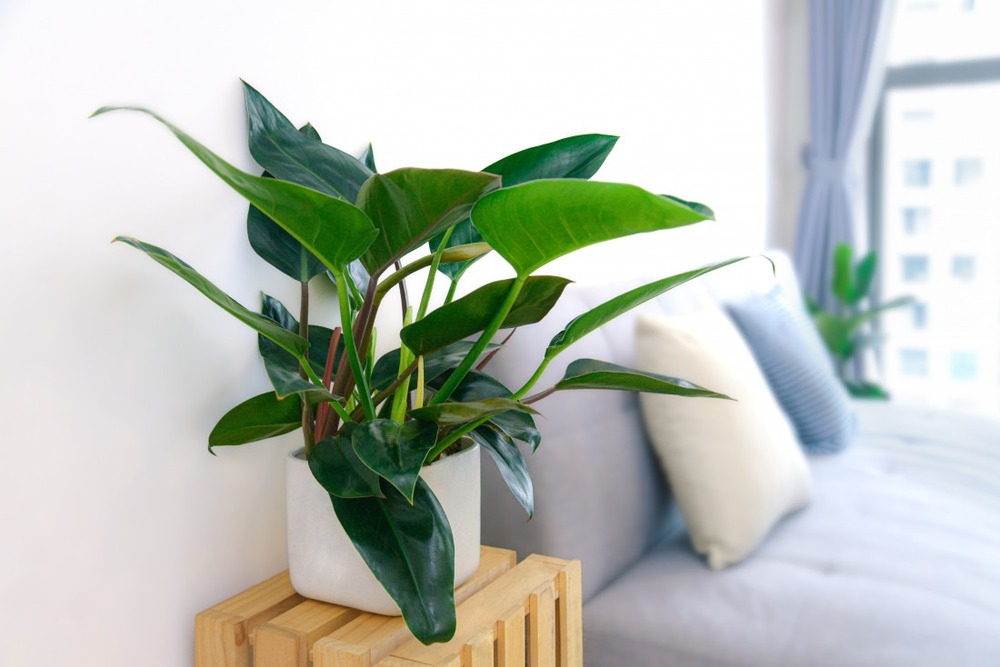 Kết hợp thêm nhiều cây xanh, trưng bày các vật phẩm phong thủy trong nhà