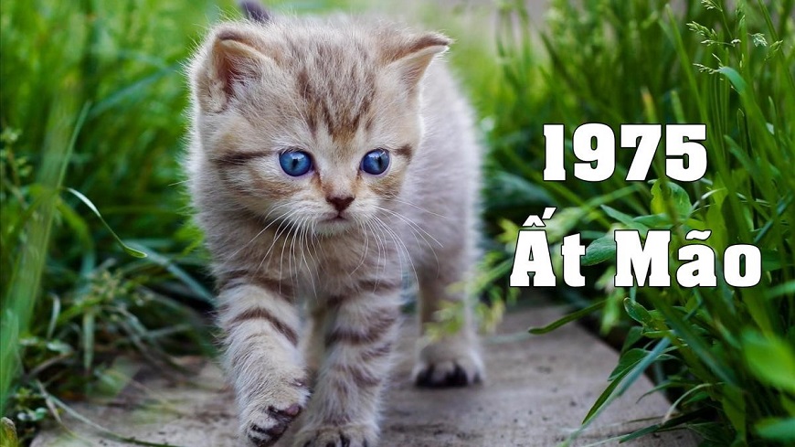 Người tuổi Ất Mão thường có tính cách nhẹ nhàng, linh hoạt, trí tuệ sắc bén và sống tình cảm nhưng để có được sự ổn định lâu dài trong cả công việc và gia đạo, việc áp dụng đúng phong thủy trong xây dựng và bài trí không gian sống là điều vô cùng quan trọng