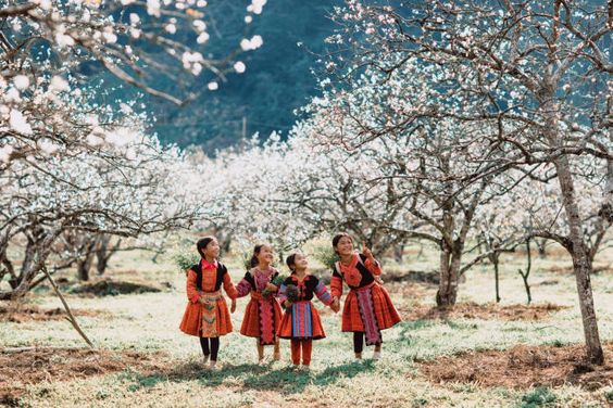 Mộc Châu - mùa hoa cải trắng