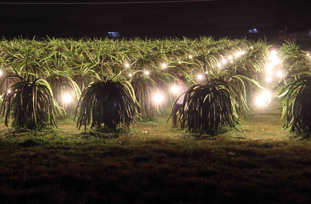 Vì sao nên lựa chọn bóng đèn led