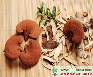 American Fucoidan - thương hiệu của chất lượng!