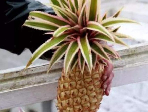 4 loại quả đắt đỏ việt nam cũng có