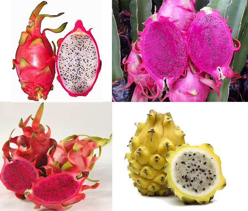 Các loại thanh long chính